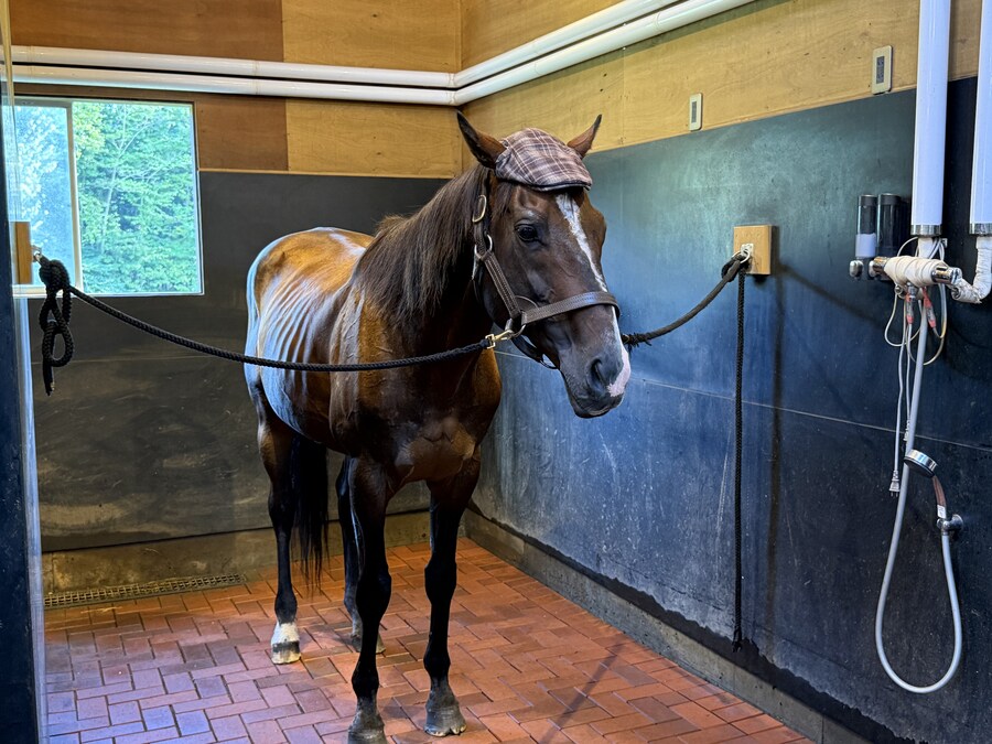 경마) / 말딸) 할무이를 더 가까이에서! 원더 어큐트 그리팅 후기_30.jpg