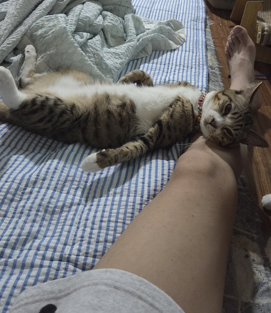 이젠 8살 고양이.jpg_1.jpg