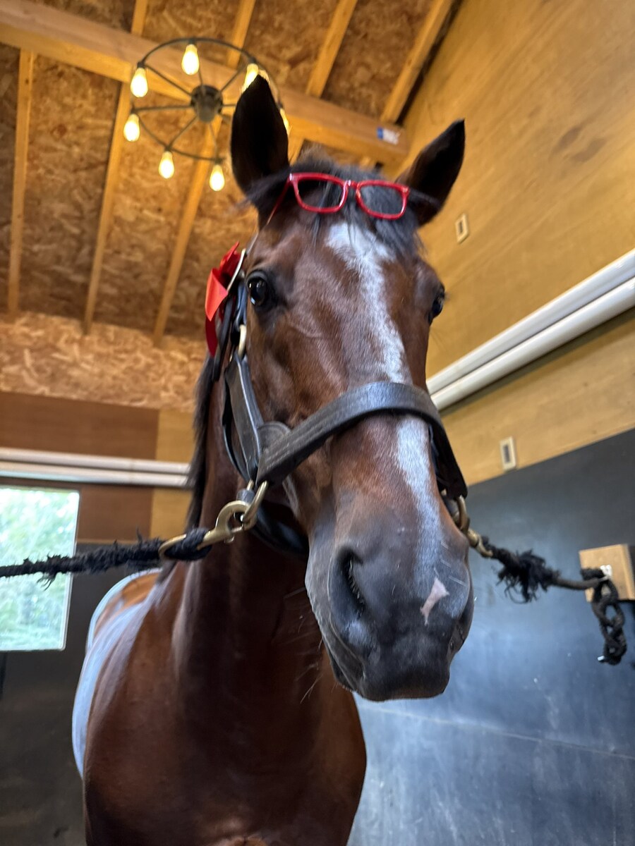 경마) / 말딸) 트랜센드의 영압이..!_6.jpg