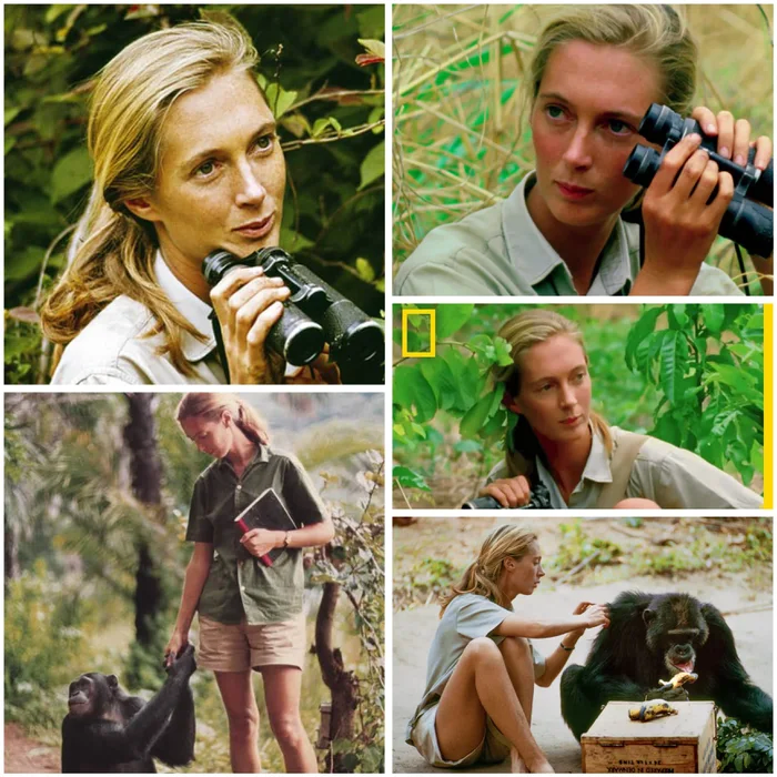 어제 별세하신 제인 구달님의 젊을적 사진_1.webp