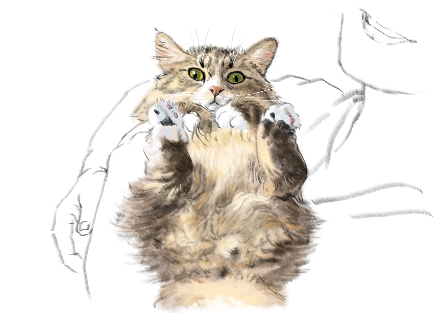 고양이) 넘으집 고양이_1.png