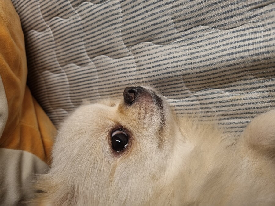 우리집댕댕이)이샛기 여기서 뭐하는겨_3.jpg