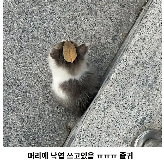 요즘 새끼 길고양이들 근황 .jpg_2.webp