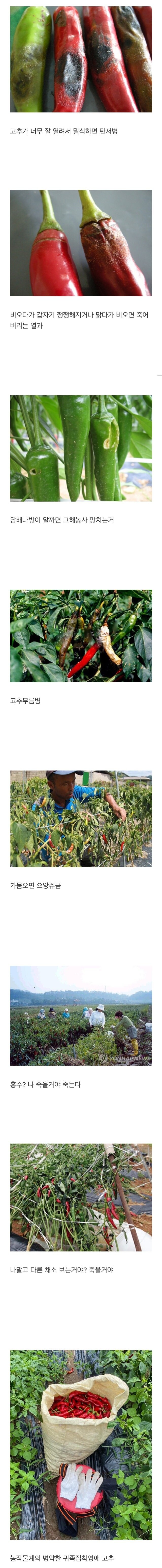 농산물계의 병약피폐귀족영애_1.jpg
