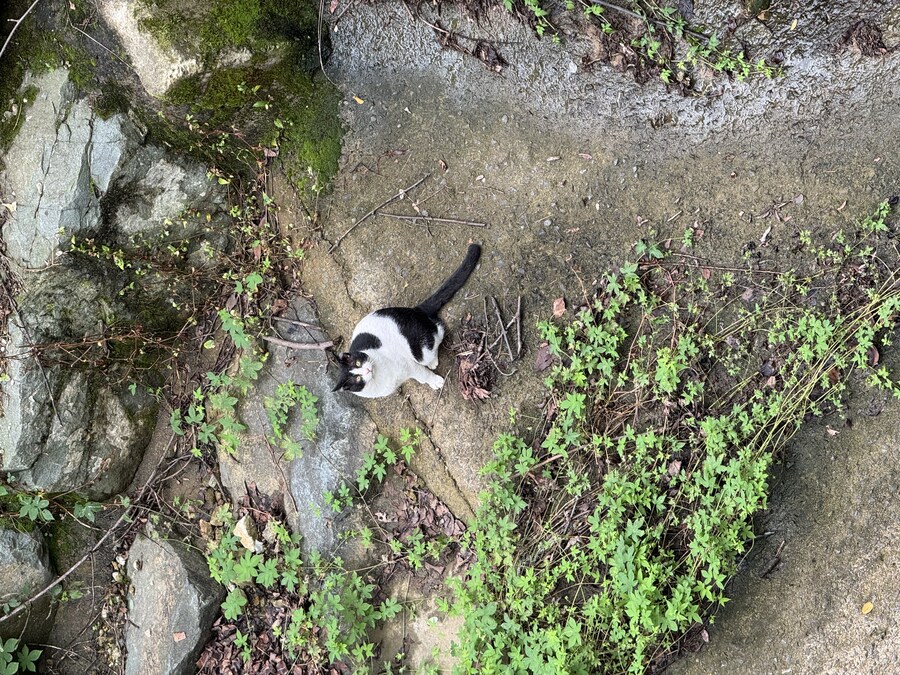 동네 뒷산에 사는 고양이_1.jpg