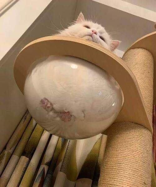 고양이 캣타워 필수.jpg_5.jpg