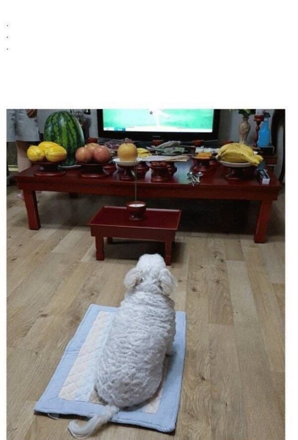 명절날 개들의 모습_3.jpg