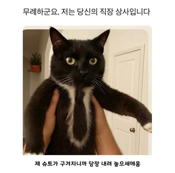 무례하군요. 저는 당신의 직작상사입니다._1.webp