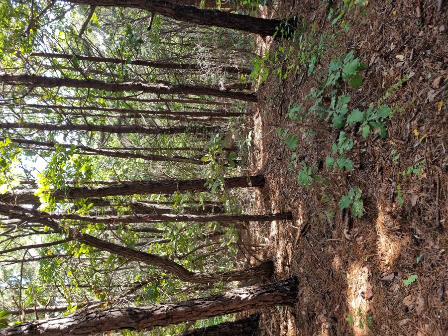 이치란보다는 어죽국수 일산 고봉산-풍산역 사이에 있던 한가어죽_4.jpg