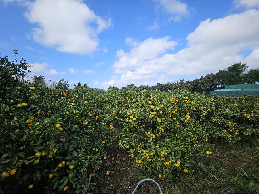 귤)집가고 싶다_3.jpg