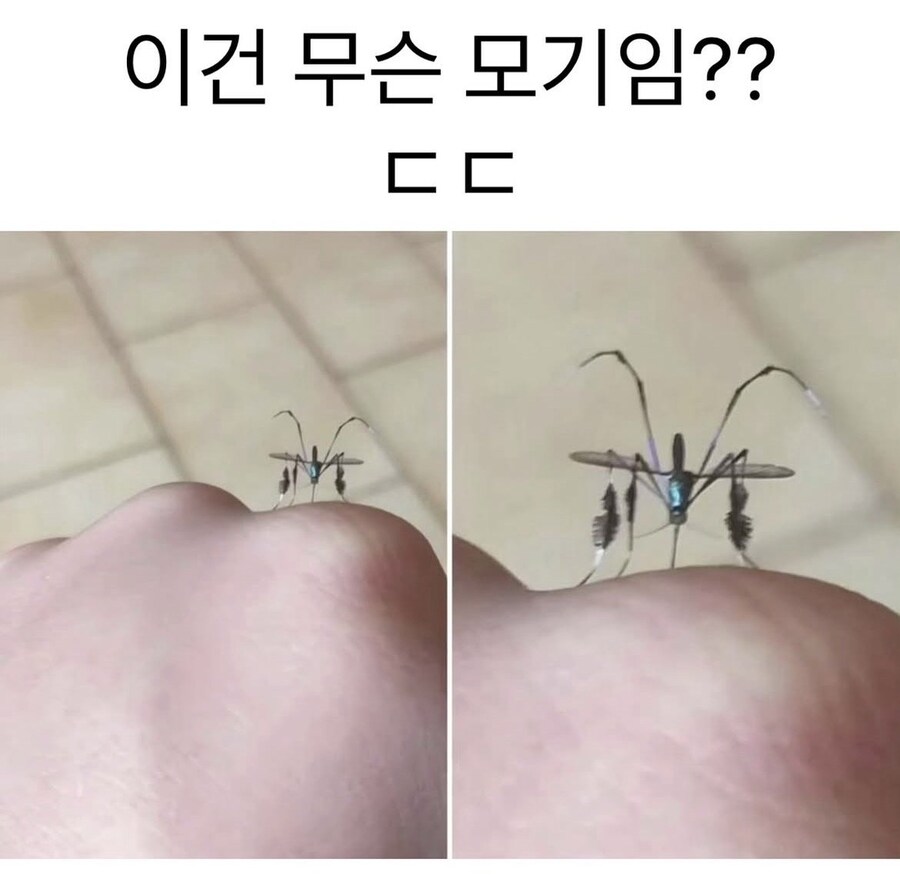 은근 신기하게 생겼다는 일렉트로닉 모기_1.jpg