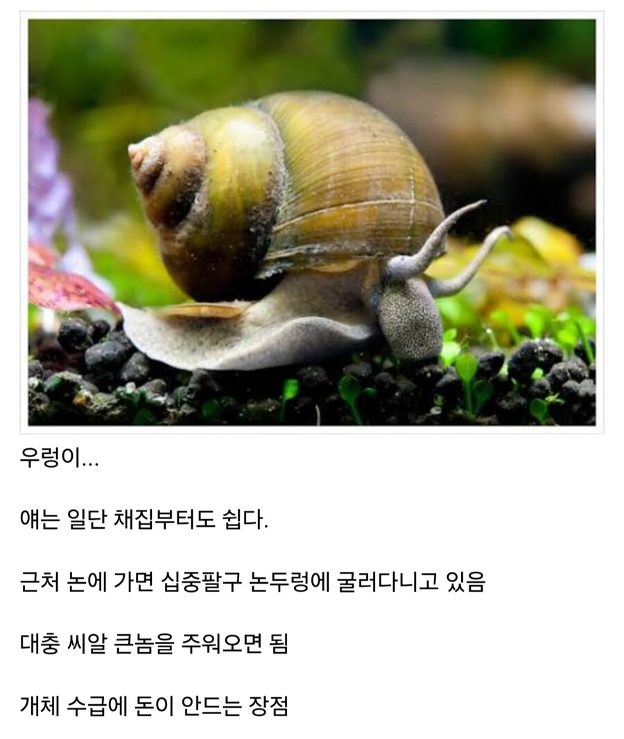 키울때 가장 난이도가 낮은 동물_1.jpg