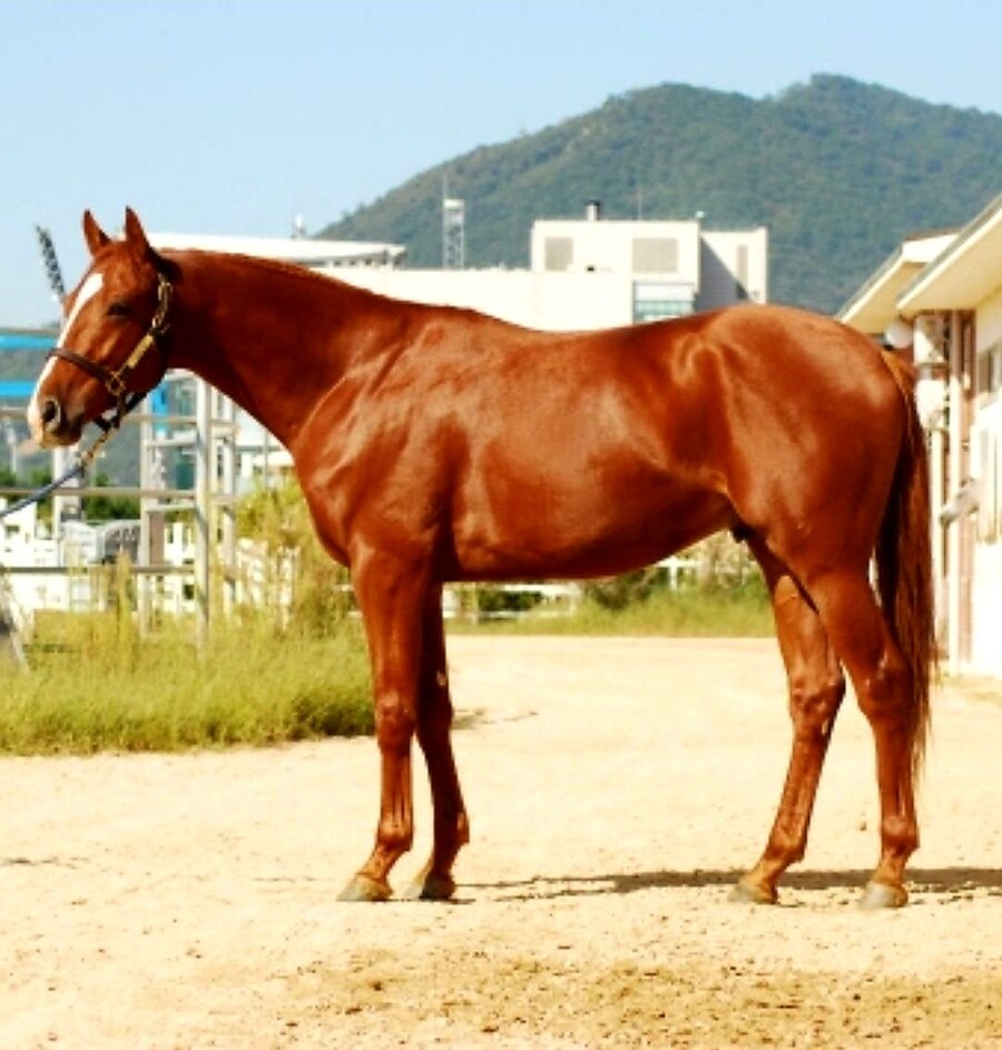 말딸 혈통) 한국에서 씨수말 활동 중인 메이쇼 도토 조카._1.jpg