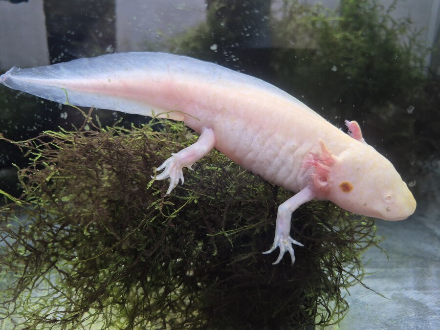 수조)올라가있는 럼프_1.jpg