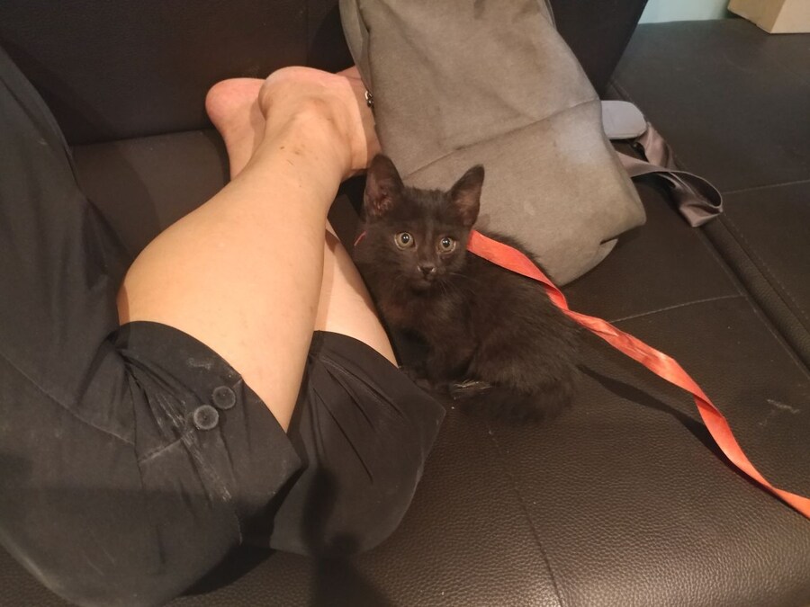 인기없는 검은 고양이_4.jpg