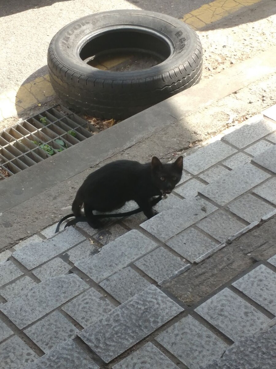 인기없는 검은 고양이_8.jpg