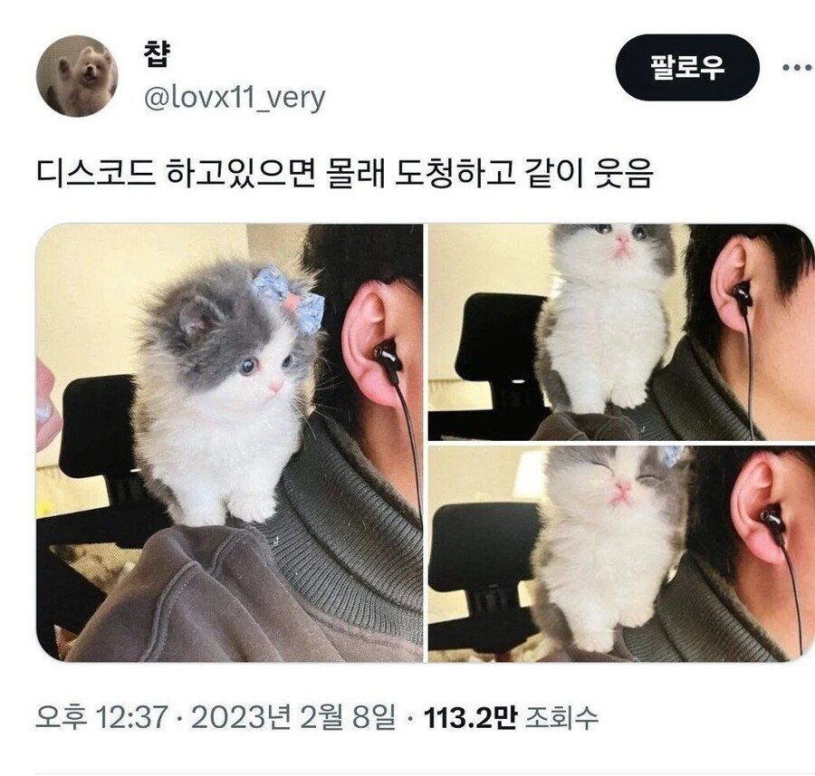 디스코드 몰래 도청하는 고양이.jpg_1.jpg