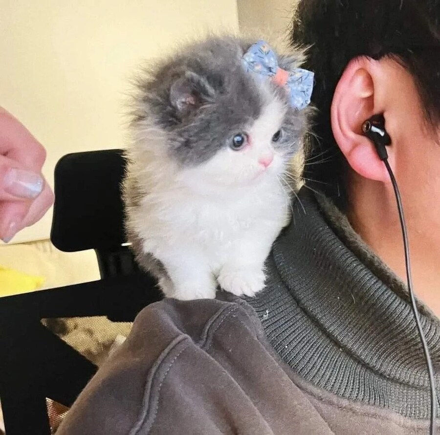 디스코드 몰래 도청하는 고양이.jpg_2.jpg