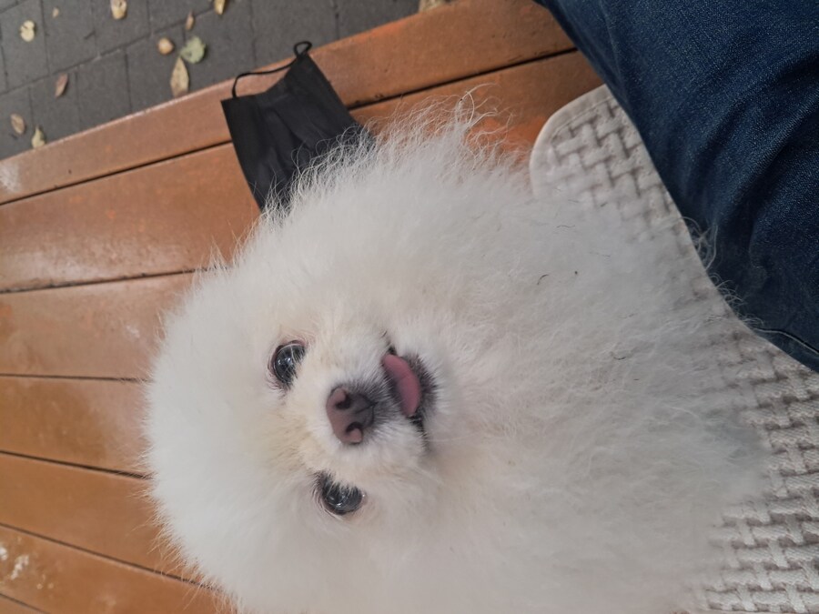 오랜만에 주간 산책 나왔는데_1.jpg