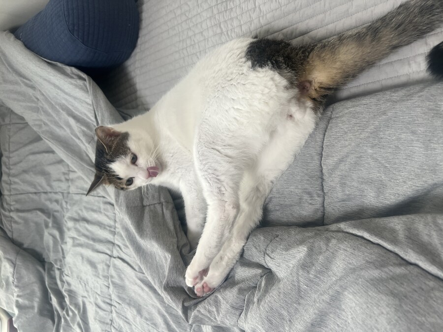 우리집 막내고양이 근황_2.jpg