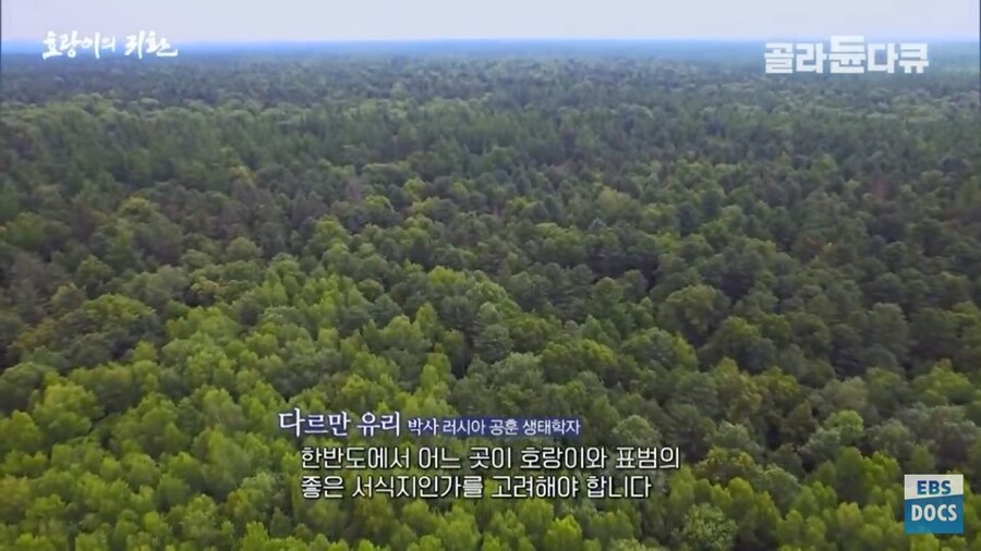 러시아 전문가 : 호랑이와 표범은 이미 한반도로 돌아갔음. 확실함_13.jpg