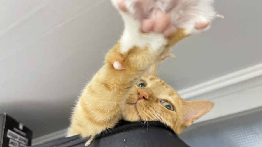 우리집 고양이 특_1.jpg
