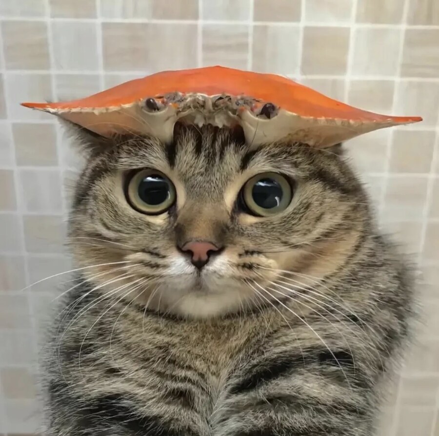고양이 머리위에 게임_1.jpg