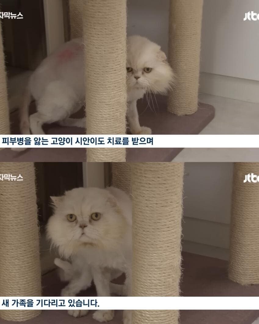그런데 뉴스 보니까 진짜 애완동물 버리는 루트 중 제일 흔한게_1.jpg