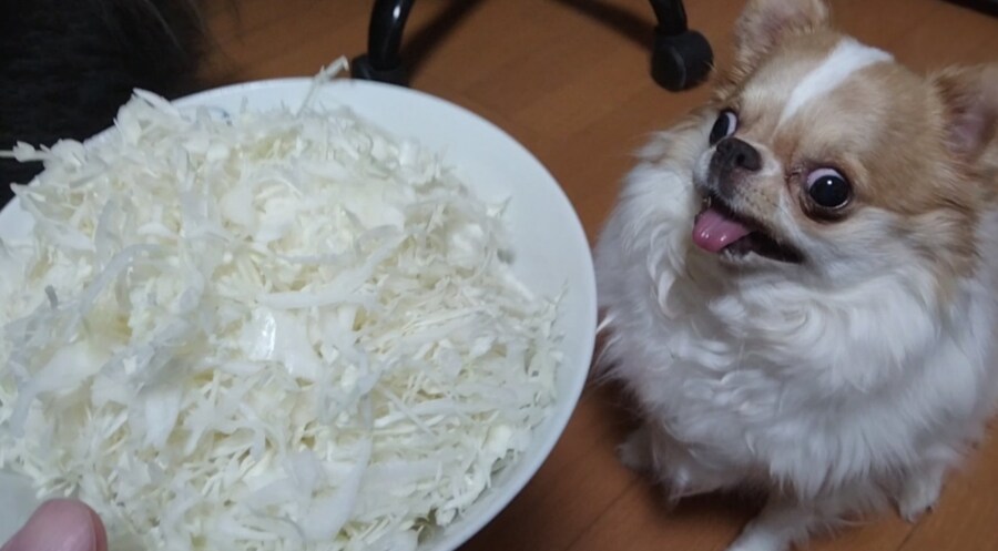 맹견주의_1.jpg