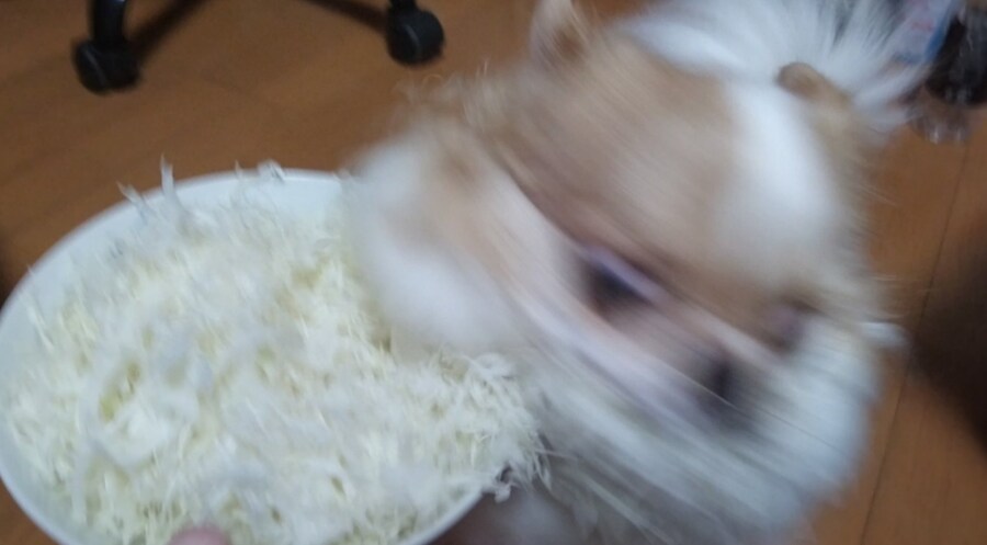맹견주의_4.jpg