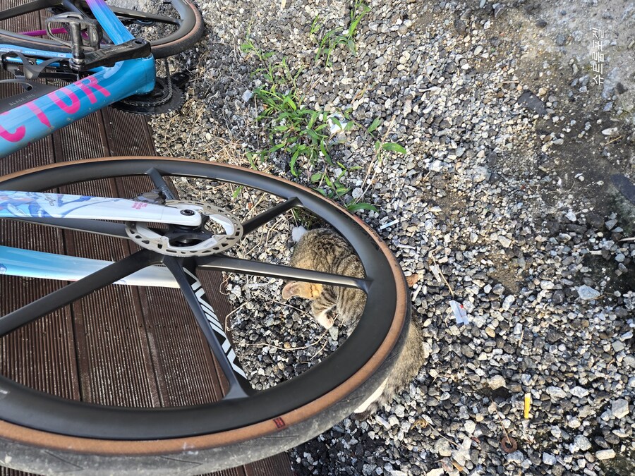 고양이 베게_3.jpg