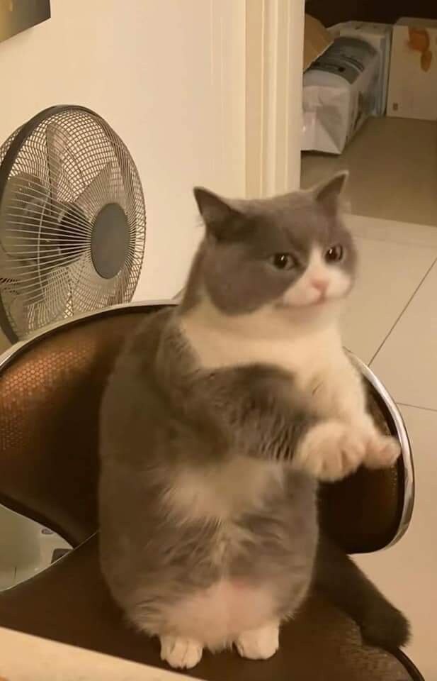 하품하는걸 들킨 고양이_3.jpg
