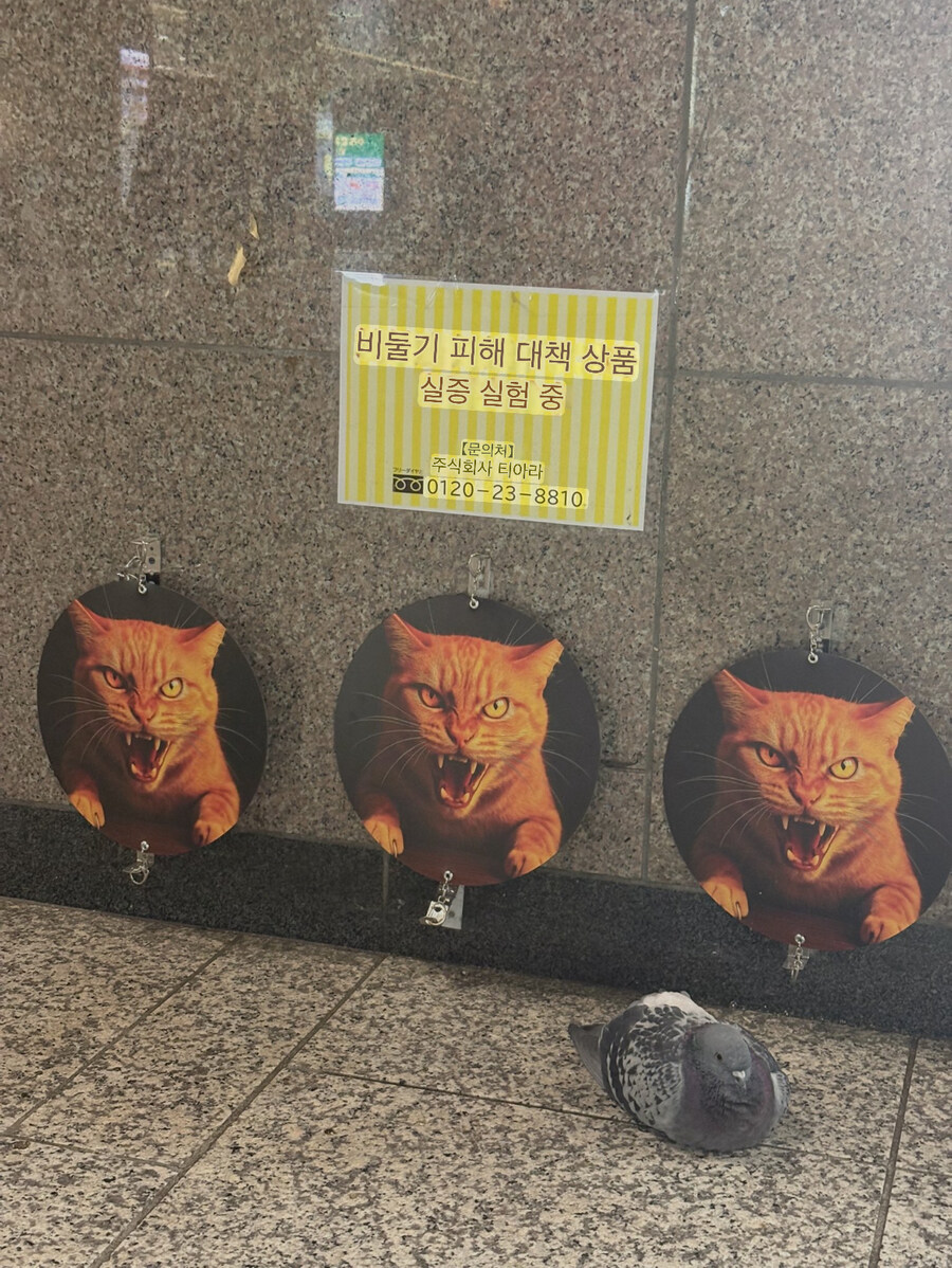 비둘기 피해 대책 상품 실증 실험중_1.jpg