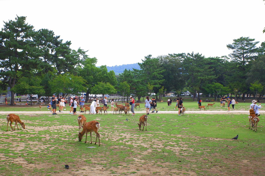 교토 너머, 근교 여행 2부 - 나라 (초스압)_6.jpg