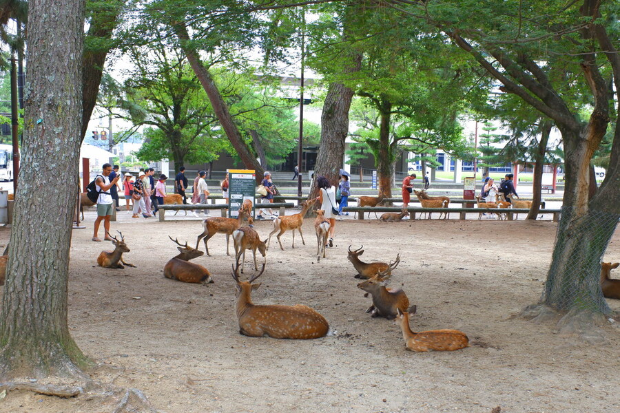 교토 너머, 근교 여행 2부 - 나라 (초스압)_9.jpg