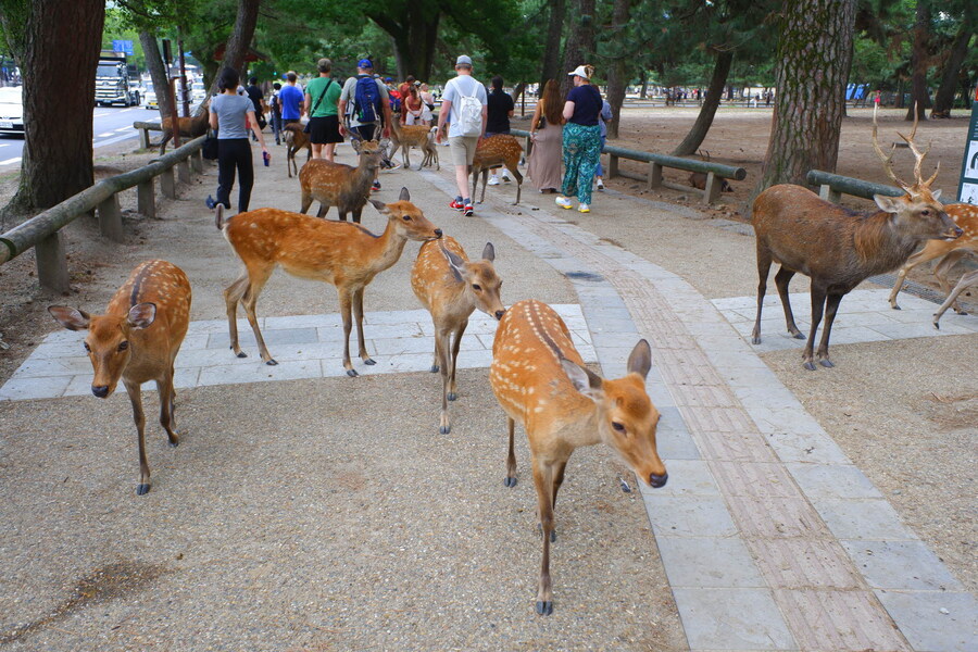 교토 너머, 근교 여행 2부 - 나라 (초스압)_10.jpg