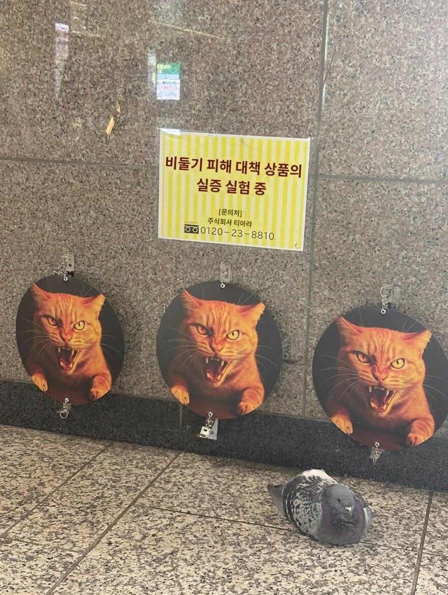 비둘기 피해 대책 상품의 실증 실험 중_1.jpg