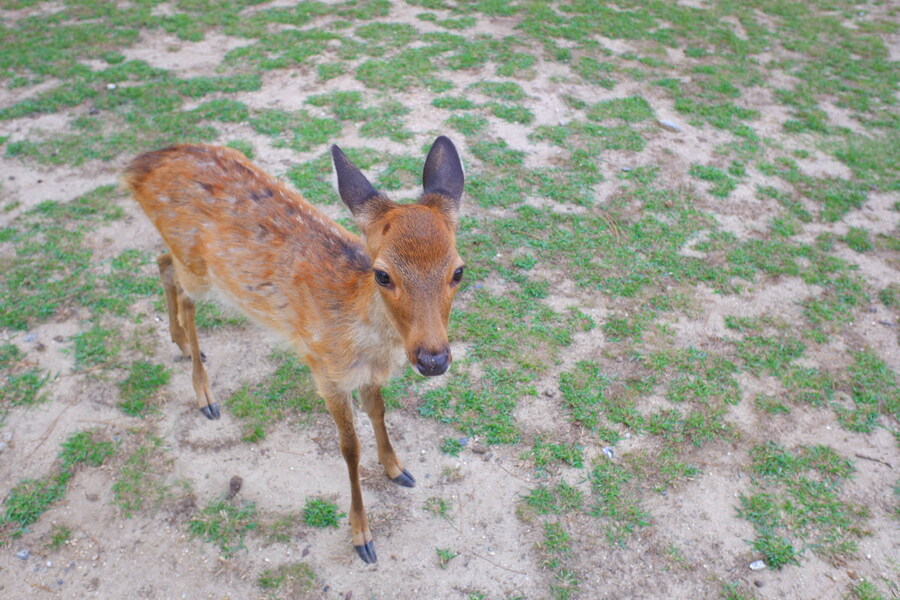 교토 너머, 근교 여행 2부 - 나라 (초스압)_14.jpg