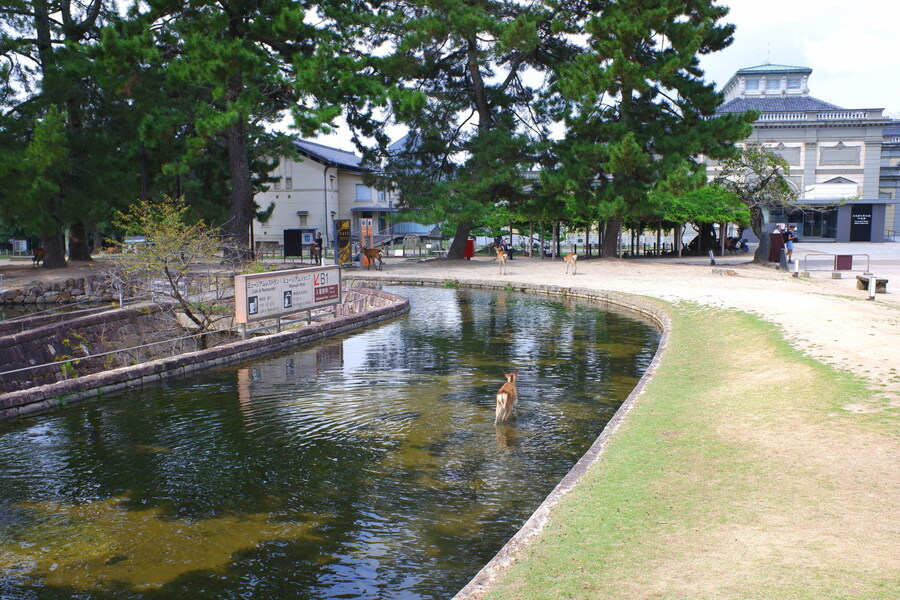 교토 너머, 근교 여행 2부 - 나라 (초스압)_16.jpg