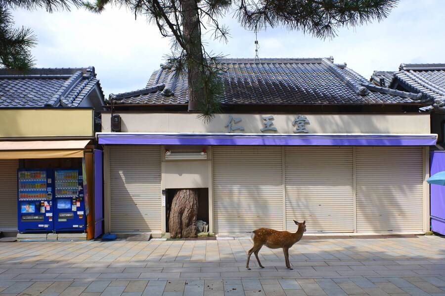 교토 너머, 근교 여행 2부 - 나라 (초스압)_19.jpg