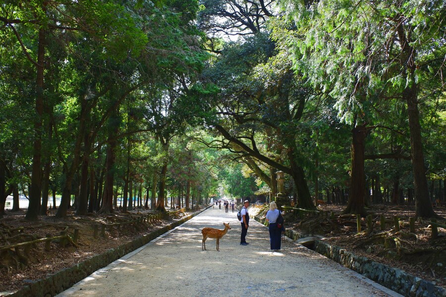 교토 너머, 근교 여행 2부 - 나라 (초스압)_88.jpg