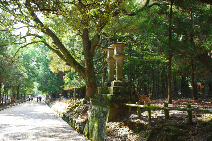 교토 너머, 근교 여행 2부 - 나라 (초스압)_89.jpg