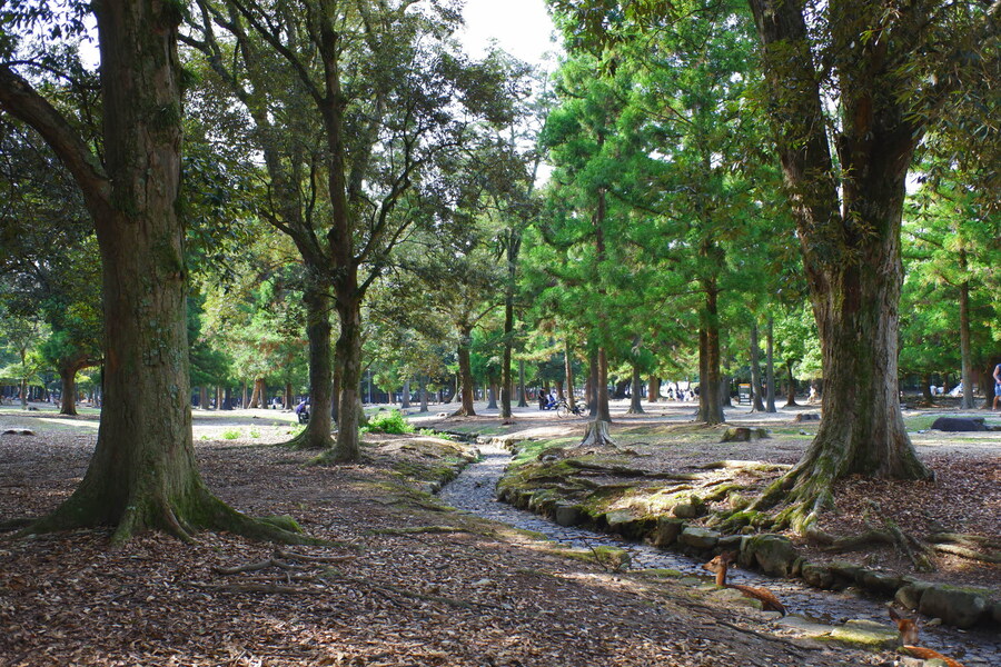 교토 너머, 근교 여행 2부 - 나라 (초스압)_91.jpg