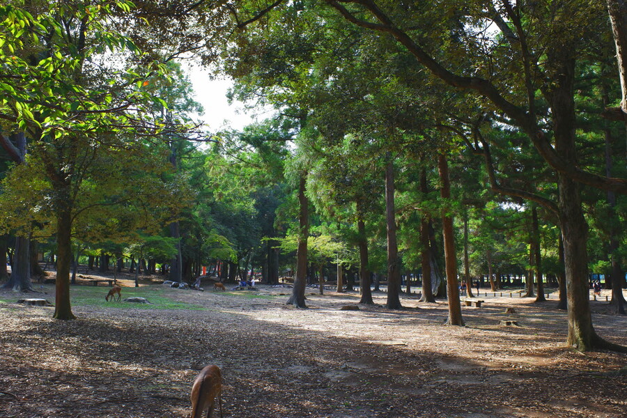 교토 너머, 근교 여행 2부 - 나라 (초스압)_93.jpg