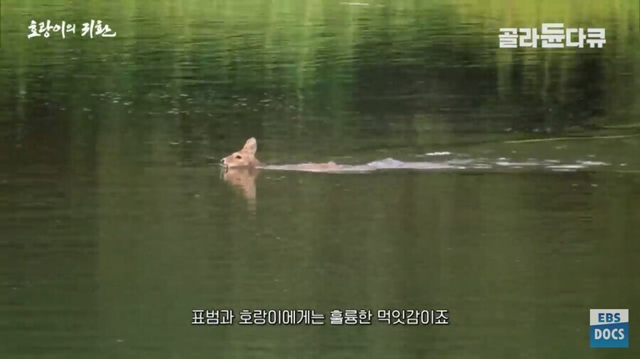 러시아 전문가 : 호랑이나 표범은 이미 한반도에서 복원되었을겁니다_5.jpg