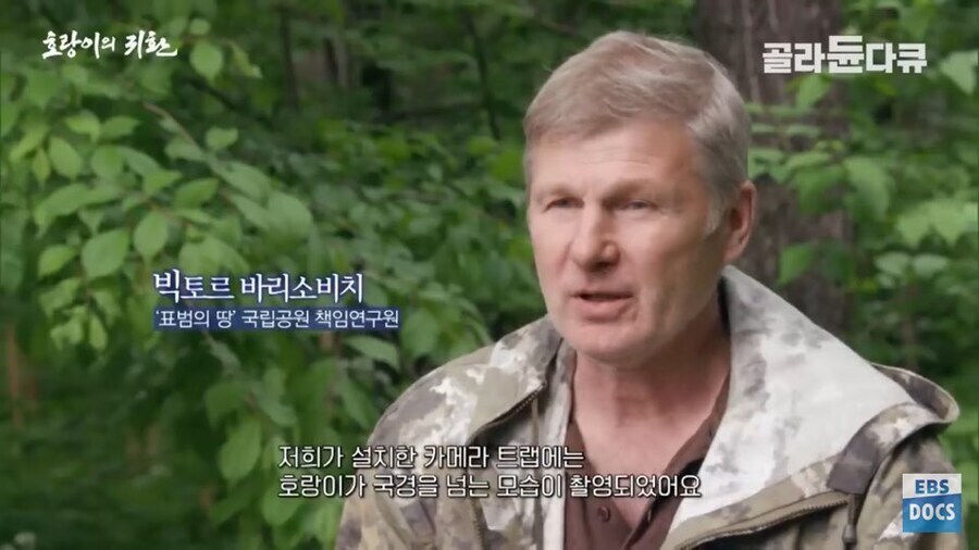 러시아 전문가 : 호랑이나 표범은 이미 한반도에서 복원되었을겁니다_6.jpg