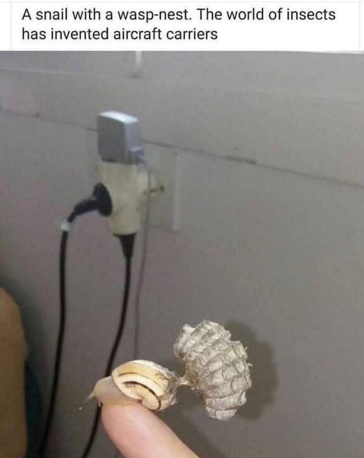 자연산 항공모함_1.jpg