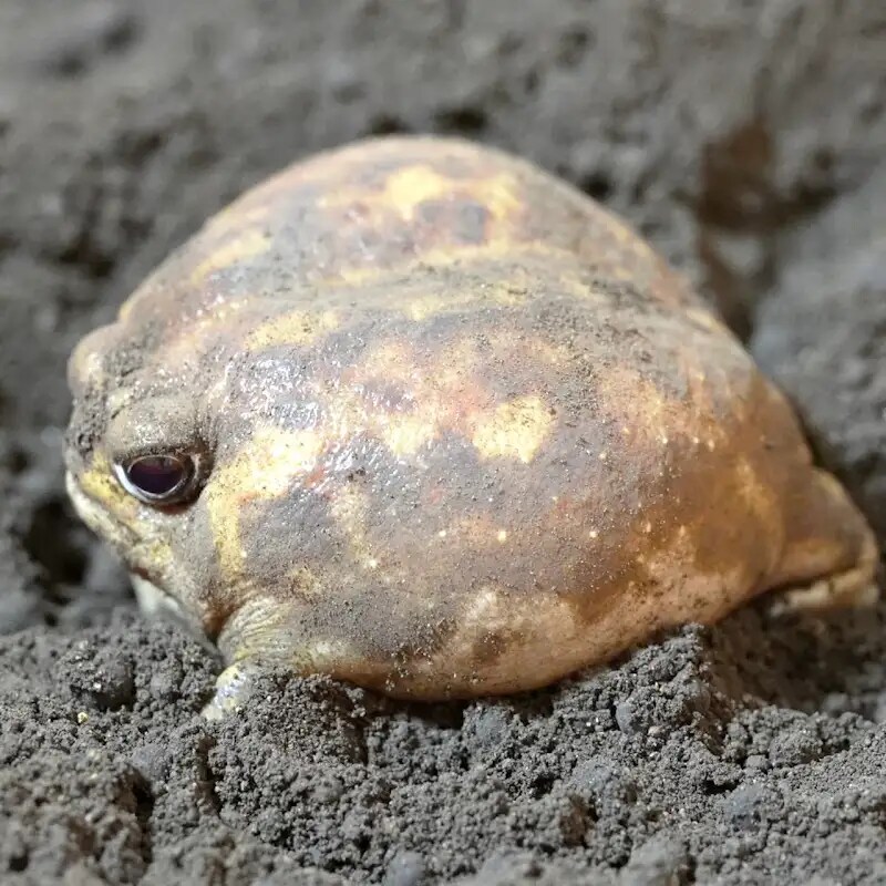 일명 감자요정_1.png