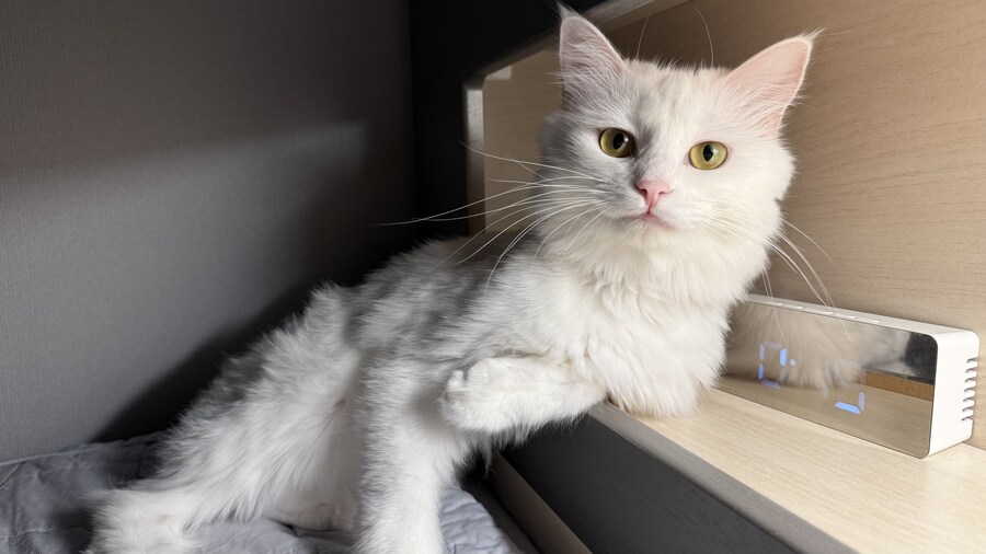 너넨 고양이 키우지마라_2.jpg
