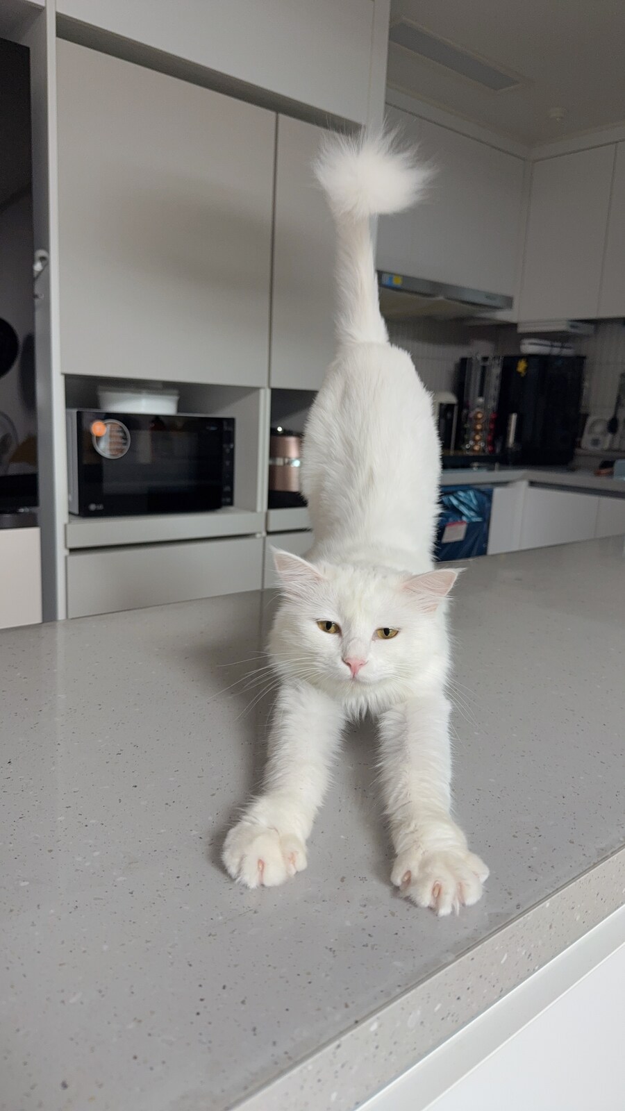 너넨 고양이 키우지마라_4.jpg